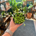 String of Watermelon | 4 inch pot