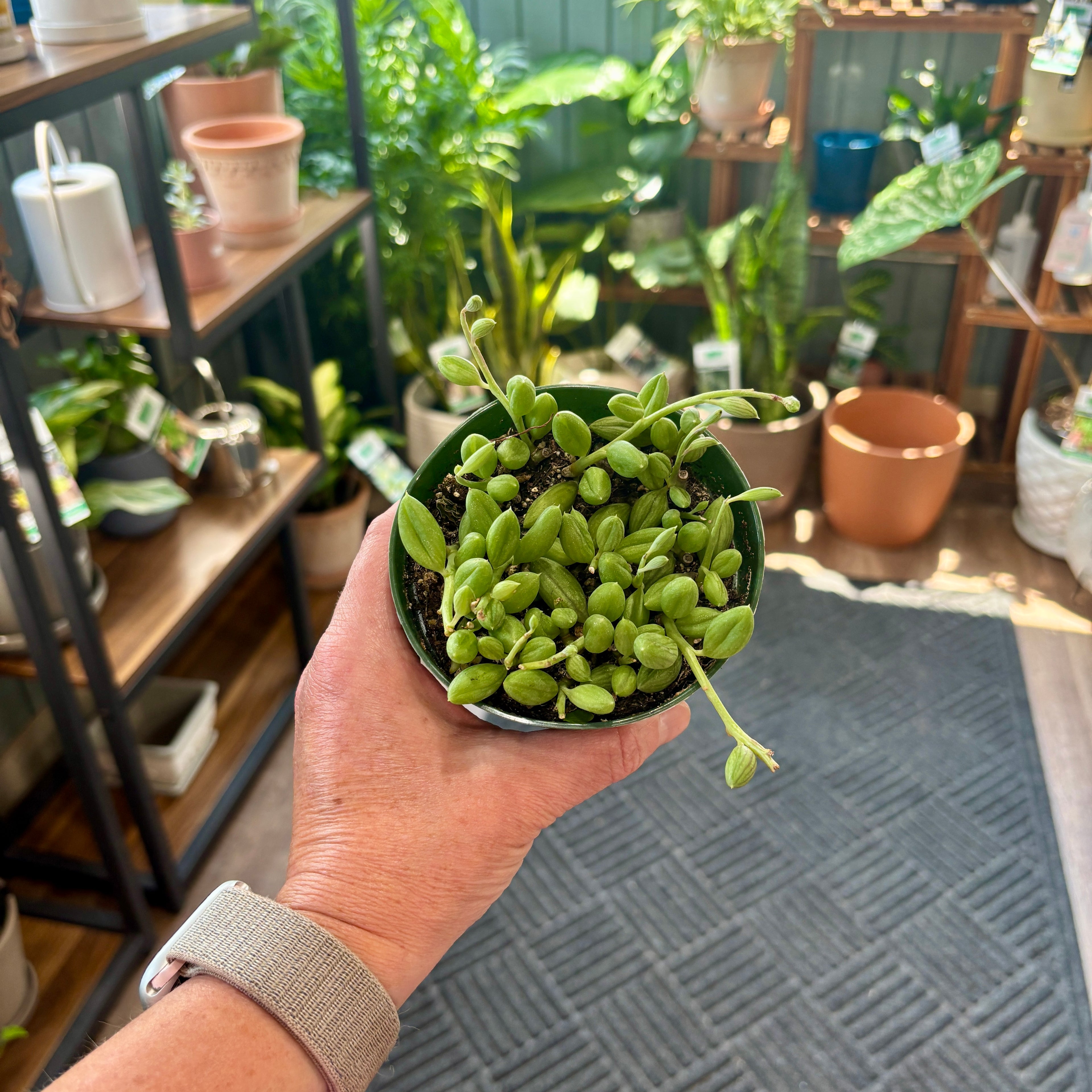 String of Watermelon | 4 inch pot