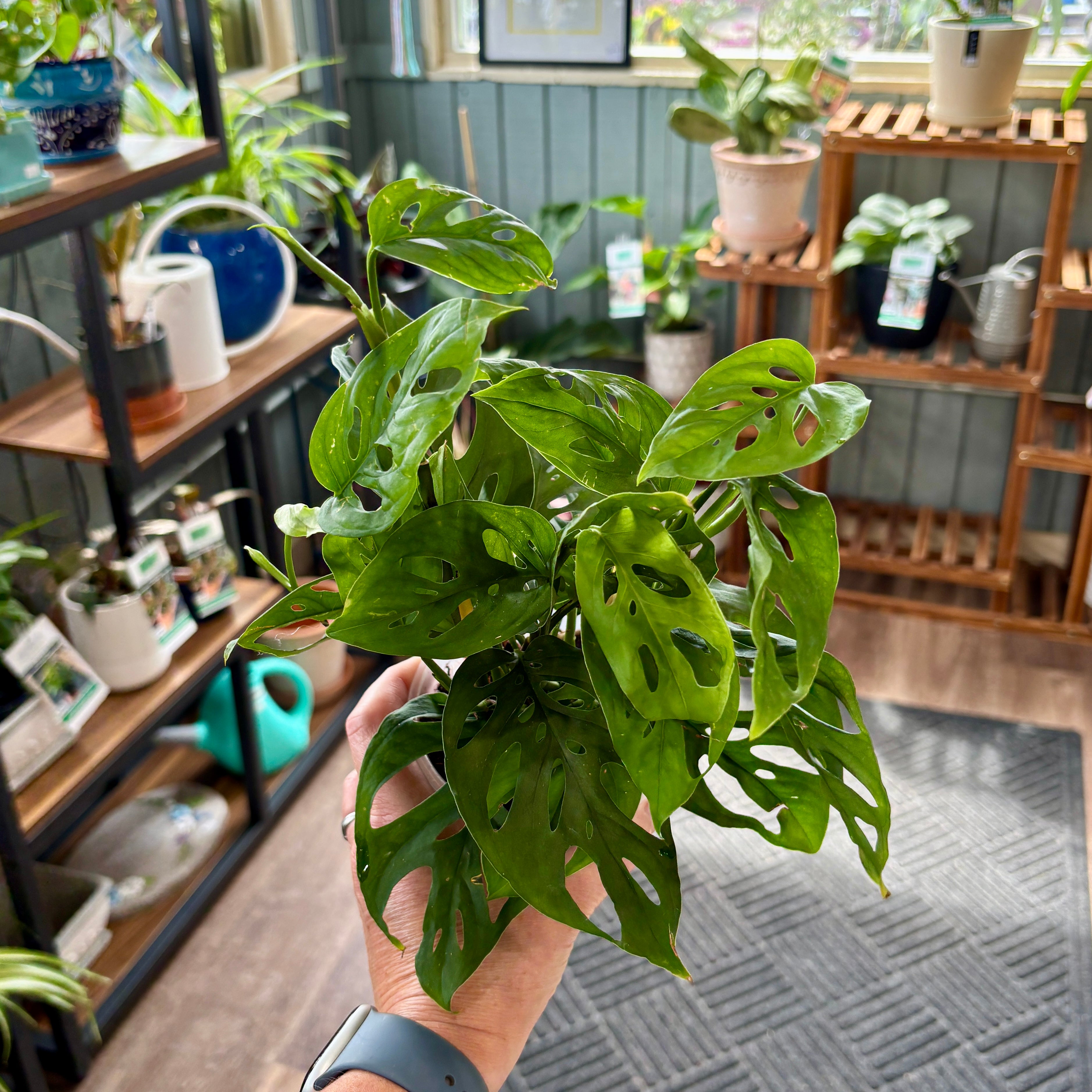 A hand holding a healthy green Monstera Swiss cheese houseplant in a plant shop setting with wooden shelves and other potted plants in the background.
