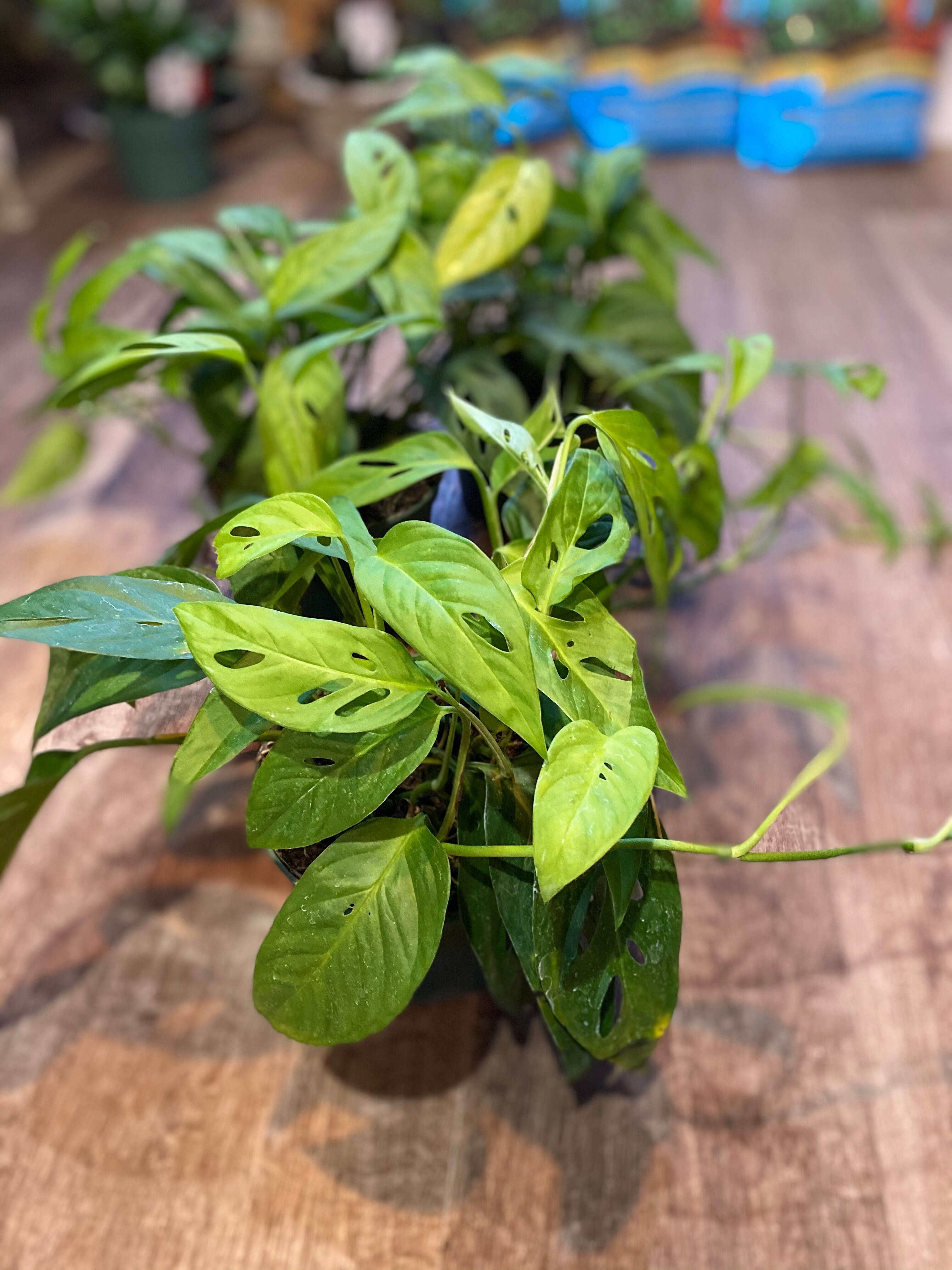 Green leafy plant featuring holes in the leaves on a wooden surface with blurred background