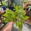 A hand holding a healthy green and white variegated Syngonium plant in a plant shop with shelves, pots and plants in the background.