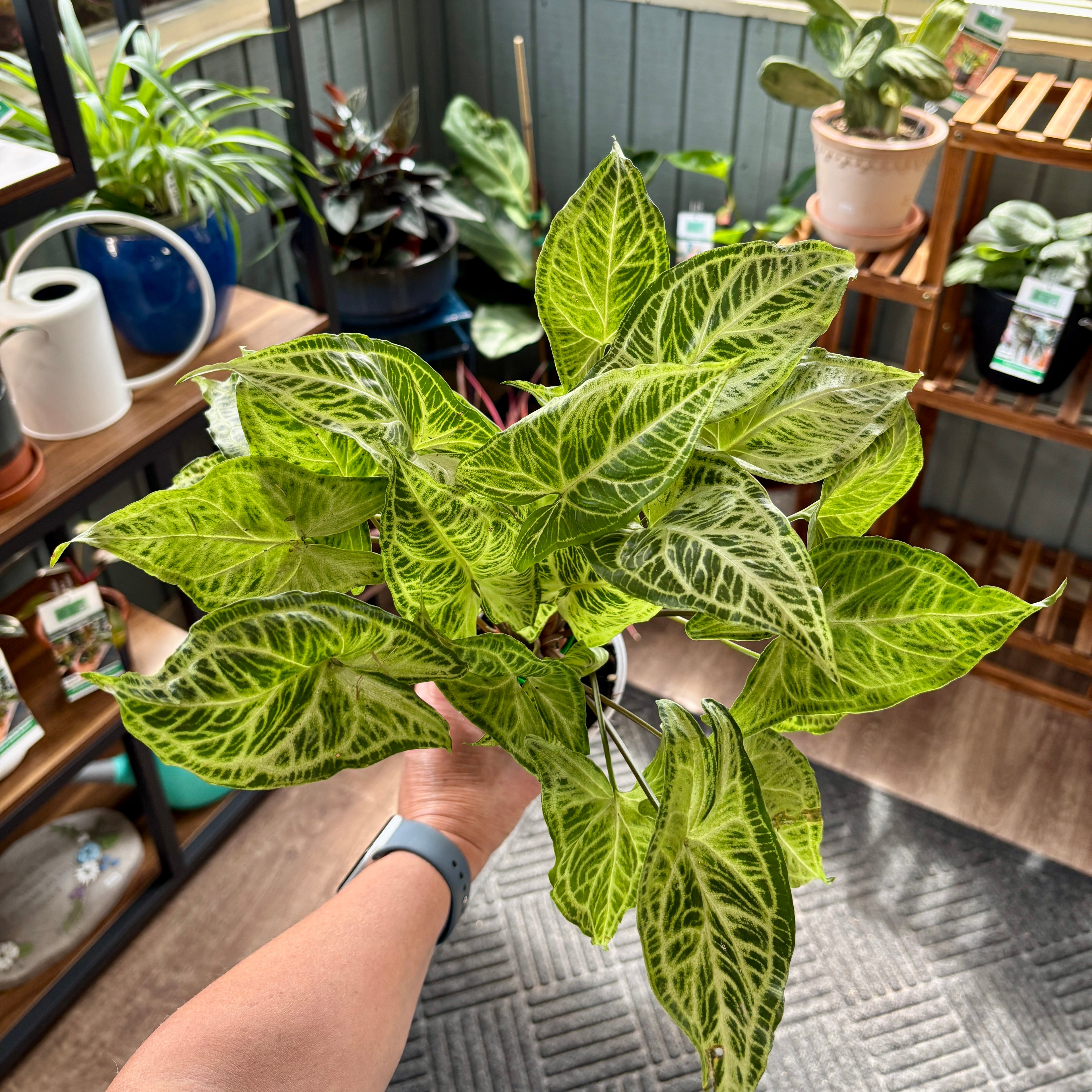 A hand holding a healthy green and white variegated Syngonium plant in a plant shop with shelves, pots and plants in the background.