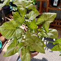 A potted variegated Syngonium plant with large green leaves featuring light green and white variegation with pink speckles, held by a hand in a plant shop setting.