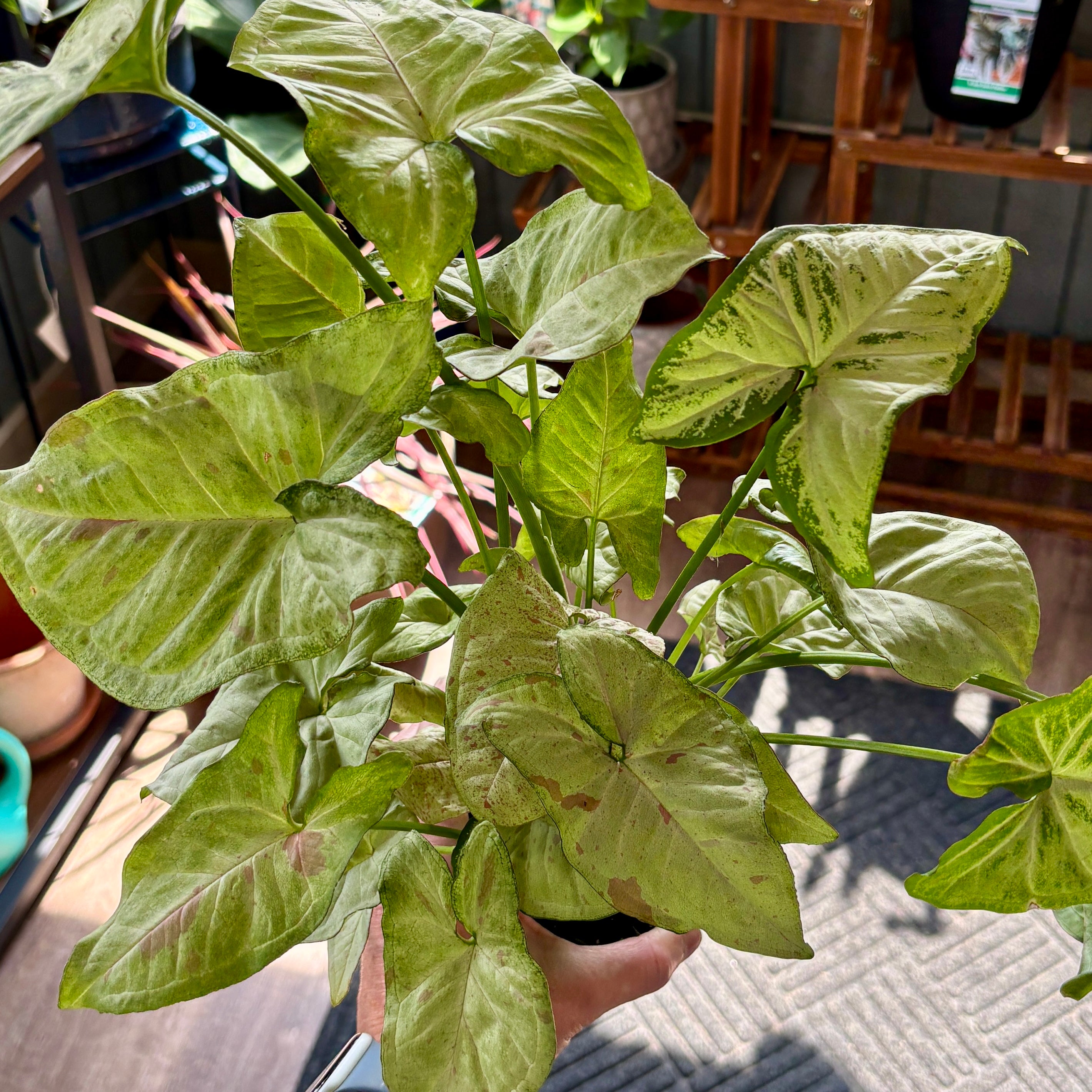 A potted variegated Syngonium plant with large green leaves featuring light green and white variegation with pink speckles, held by a hand in a plant shop setting.