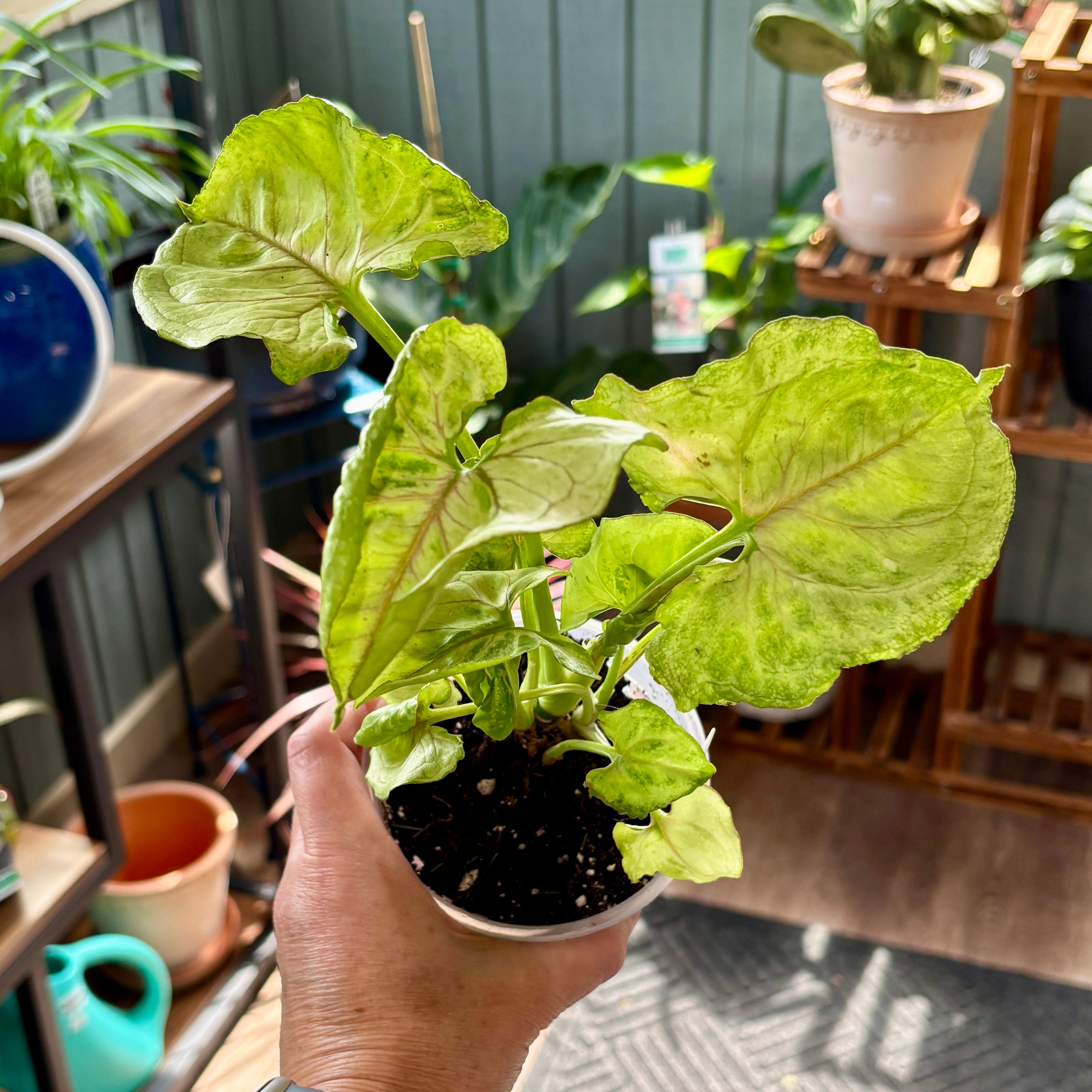 A person holding a Syngonium plant with bright green leaves featuring pink veining in a plant shop with shelves holding pots and plants in the background.