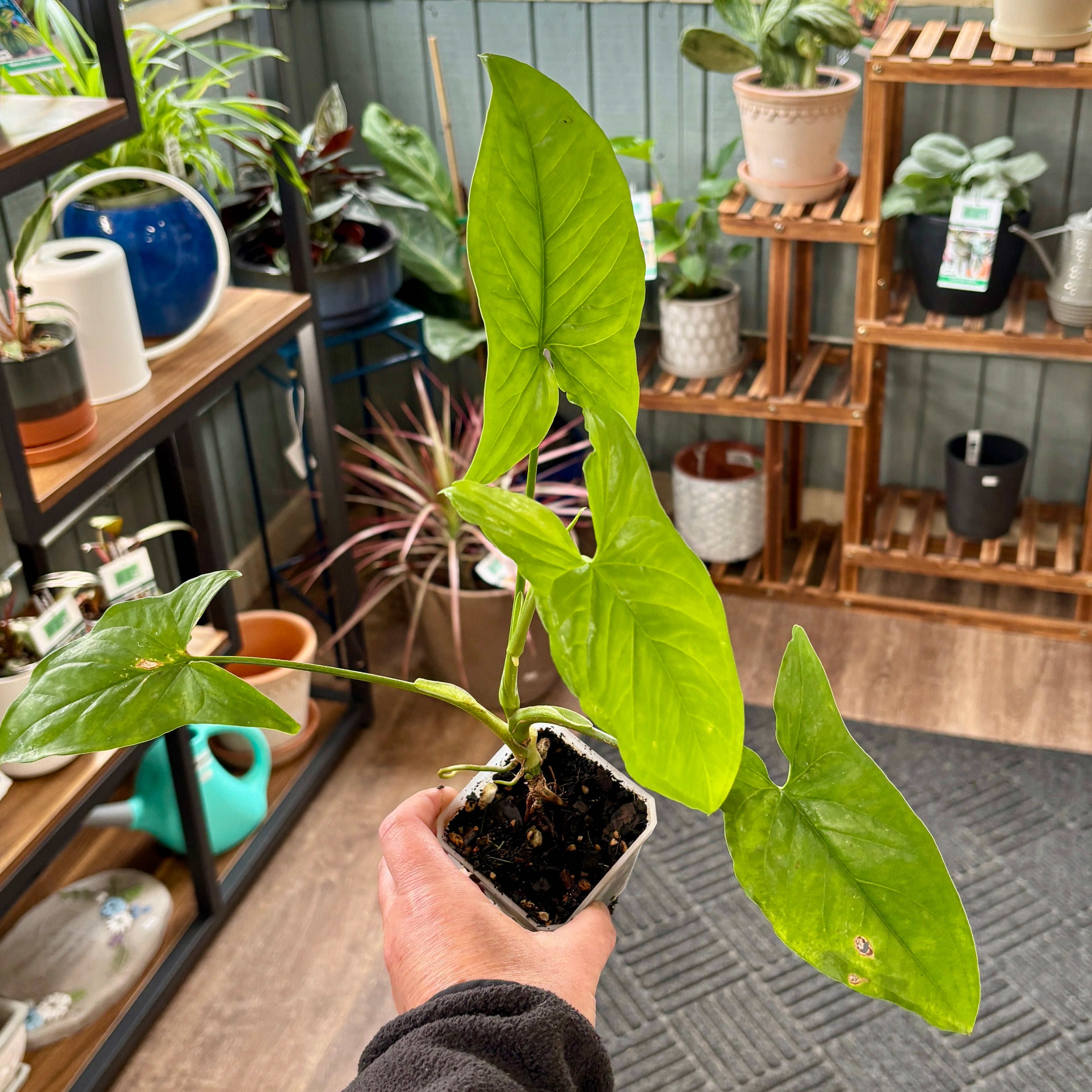 A person's hand holding a small potted Syngonium plant with vibrant green heart-shaped leaves in a square clear pot, set against a background of indoor plant shelves.