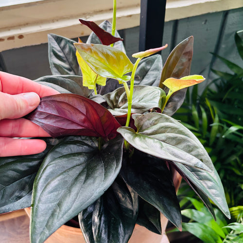 A close-up of a potted plant with large glossy dark green leaves and a few pale yellow-green new leaves, being held by a person's hand inside Paisley Gardens in Northfield, MN.
