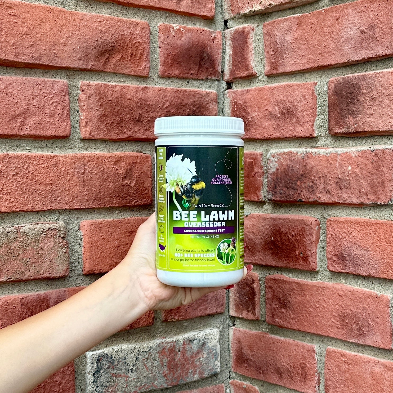A hand holds a white plastic tub of Twin City Seed Co. Bee Lawn Overseeder against a red brick wall background at Paisley Gardens in Northfield, MN. The label features green, yellow, and purple sections with text and illustrations of a bee and a white flower