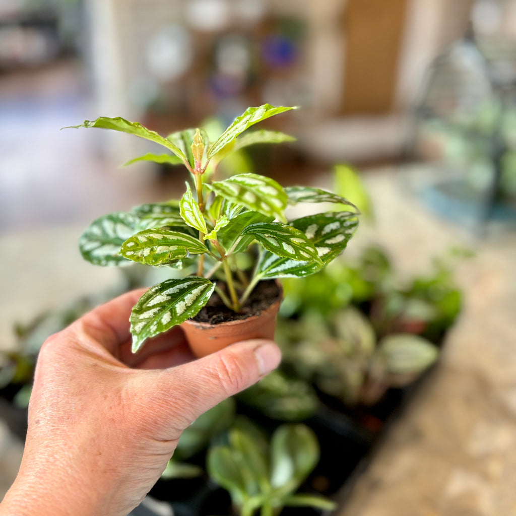 A hand holding a small potted green plant with variegated leaves in a terracotta pot, with a blurred indoor background showing other plants.