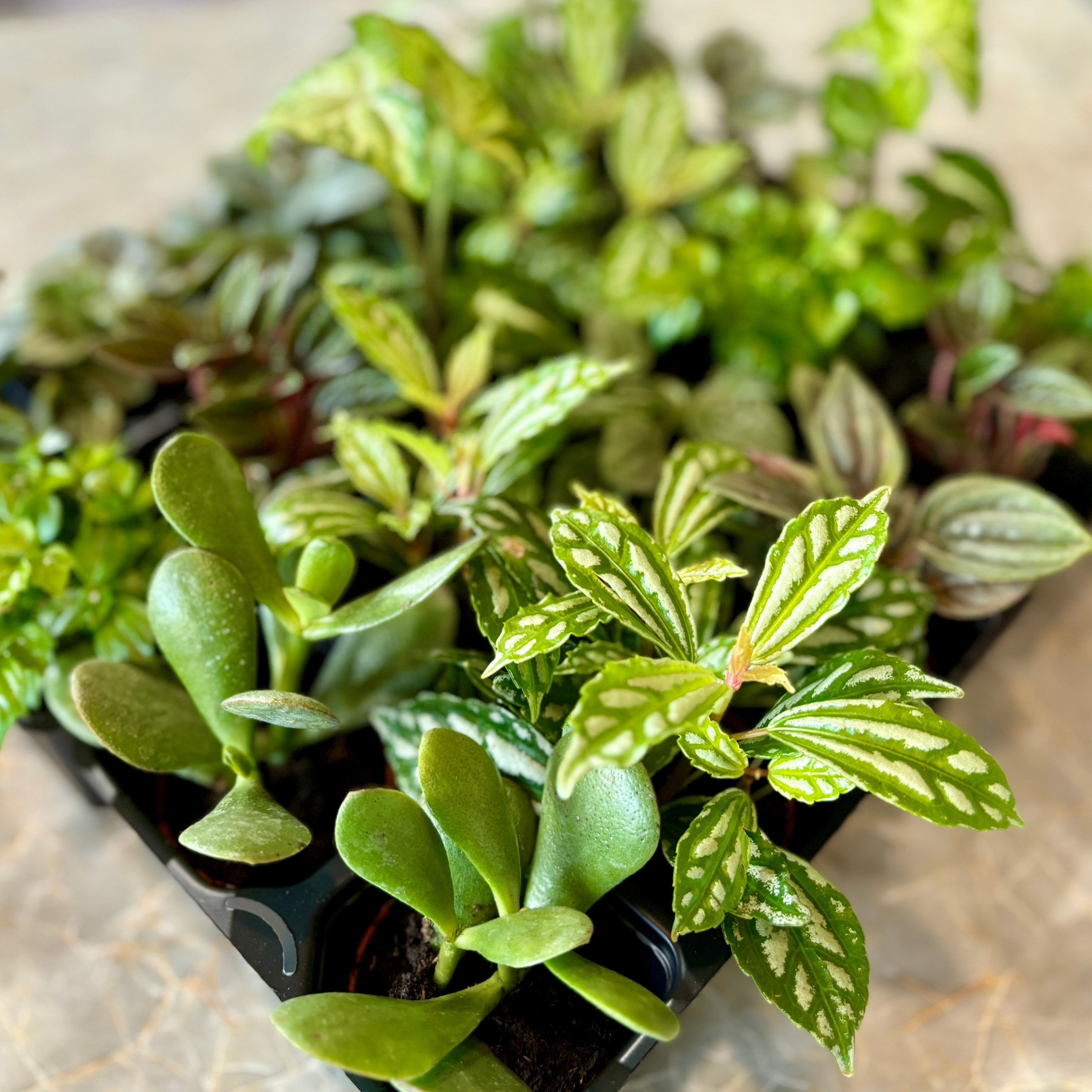 A close-up of a black plastic nursery tray filled with small green succulent and houseplant seedlings, including variegated leaves and a jade-like plant, photographed on a light stone surface.