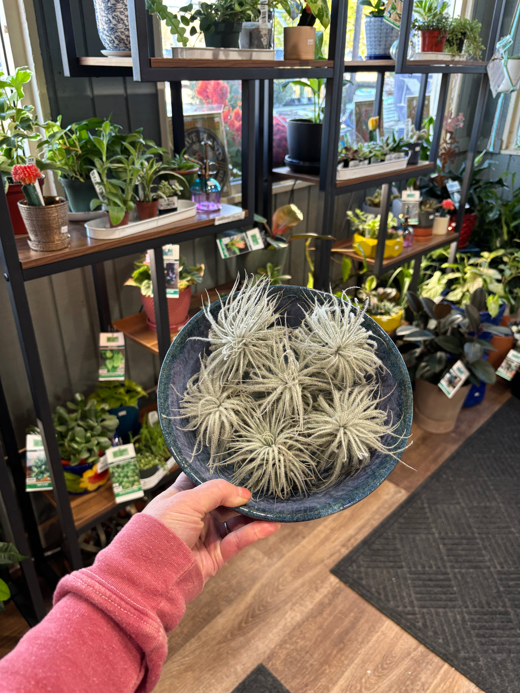 A hand wearing a pink long-sleeve shirt holds a dark blue-gray ceramic bowl filled with multiple silver green air plants, set against a background of indoor plant shelves at Paisley Gardens in Northfield, MN.