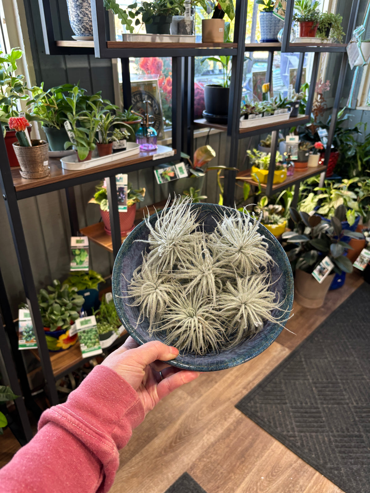 A hand wearing a pink long-sleeve shirt holds a dark blue-gray ceramic bowl filled with multiple silver green air plants, set against a background of indoor plant shelves at Paisley Gardens in Northfield, MN.