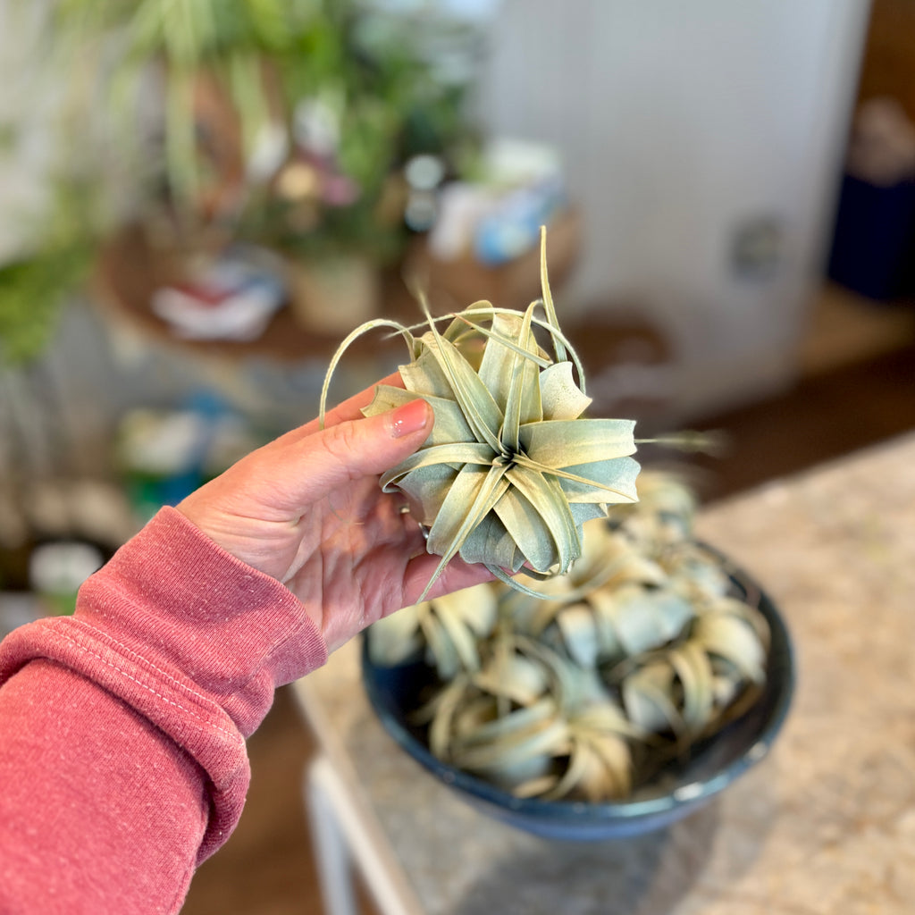 A hand wearing a dusty rose long-sleeve shirt holds a small air plant with pale green and gray-green leaves. A dark blue bowl filled with more air plants sits on a counter in a blurred indoor setting at Paisley Gardens in Northfield, MN.