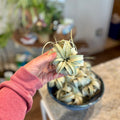 A hand wearing a dusty rose long-sleeve shirt holds a small air plant with pale green and gray-green leaves. A dark blue bowl filled with more air plants sits on a counter in a blurred indoor setting at Paisley Gardens in Northfield, MN.