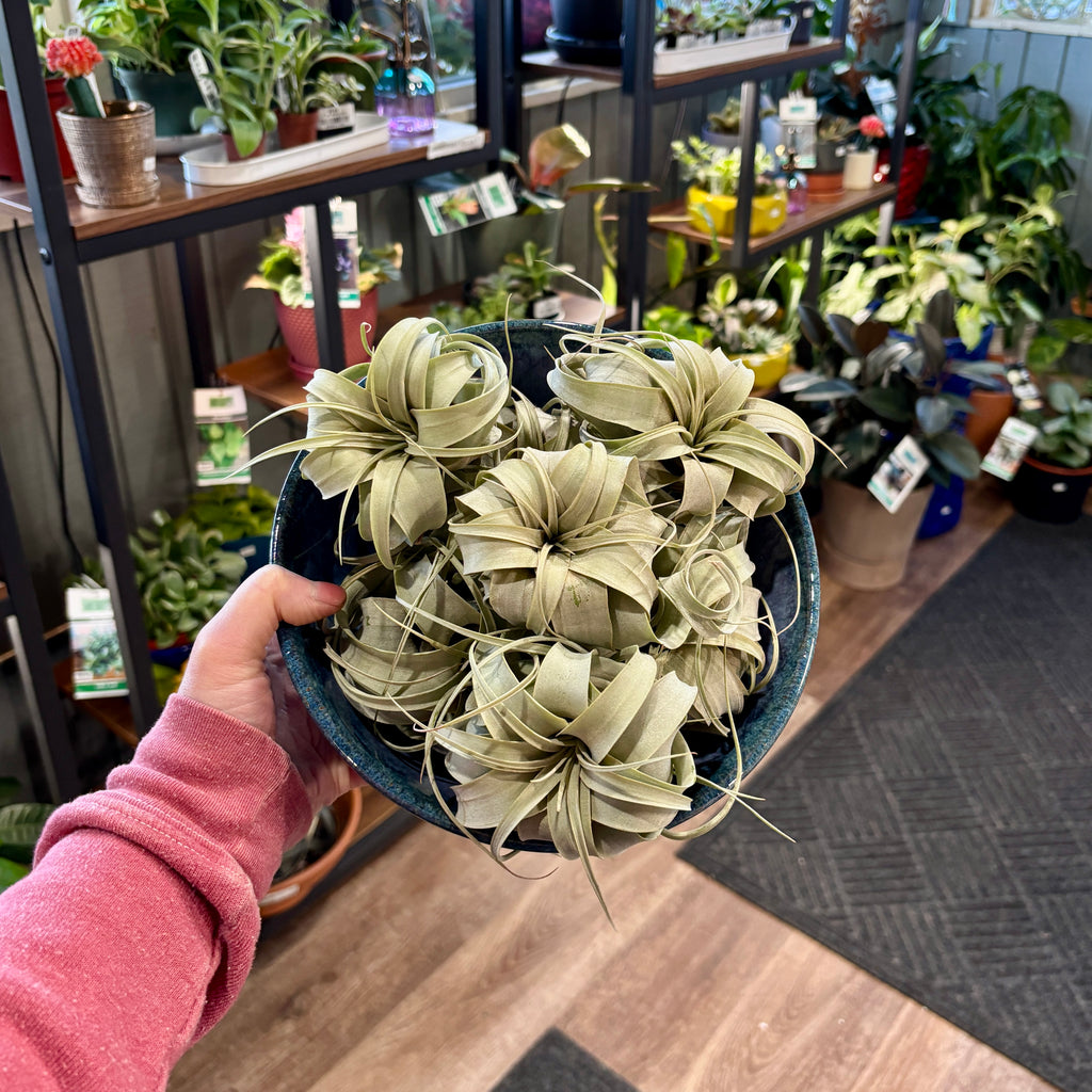 A person with a pink sleeve holds a dark blue bowl filled with gray-green air plants at Paisley Gardens in Northfield, MN with shelves of other plants in the background.