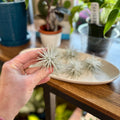 A hand holds a small, fuzzy silvery-gray air plant, while other similar plants sit on a beige tray on a wooden shelf at Paisley Gardens in Northfield, MN.