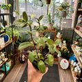 A person's hand holds a small potted plant with green leaves and purplish-green stems inside a plant shop with shelves of other plants and home decor in the background.