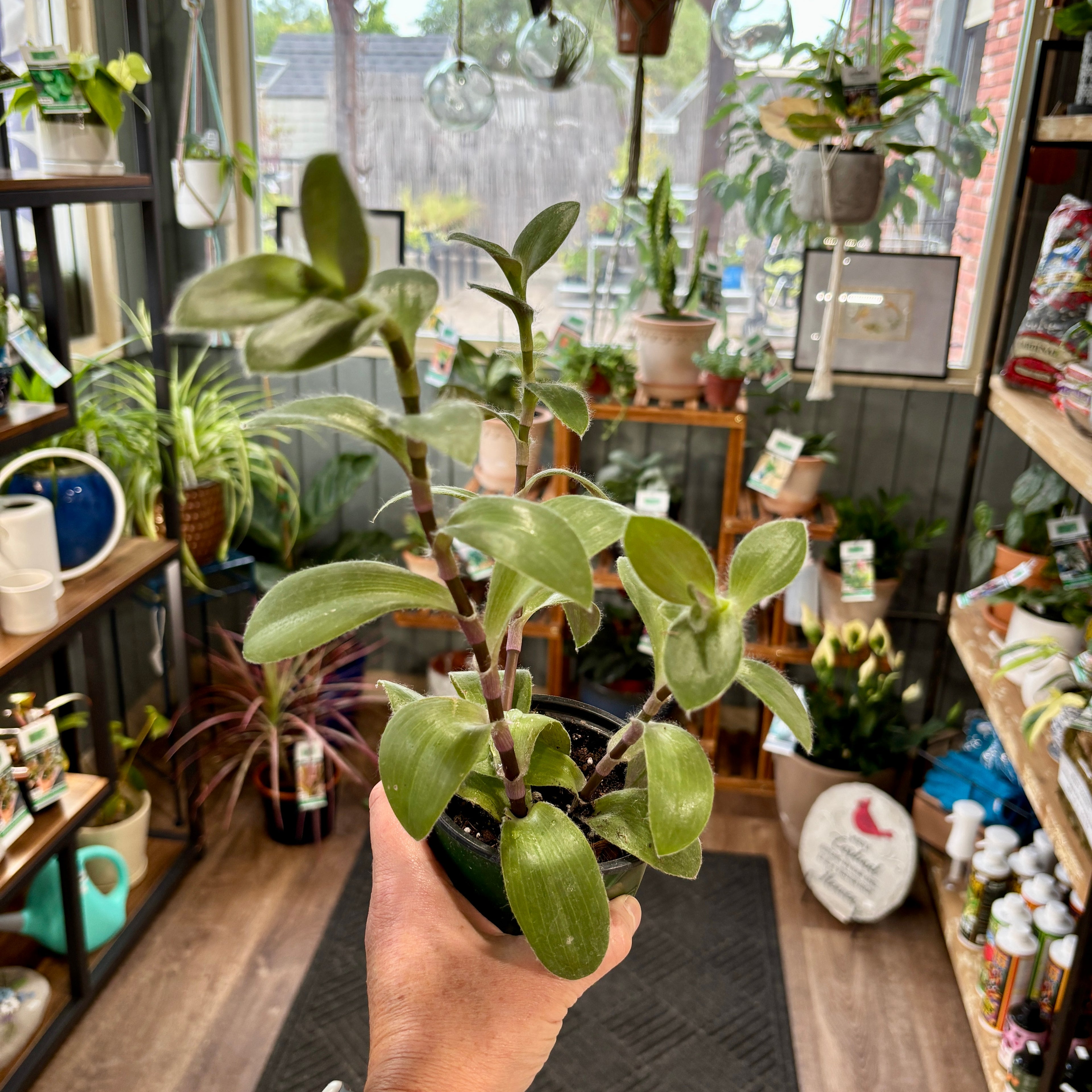A person's hand holds a small potted plant with green leaves and purplish-green stems inside a plant shop with shelves of other plants and home decor in the background.
