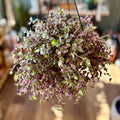 Hanging basket of purple, pink and green plants in a blurred indoor setting at Paisley Gardens in Northfield, MN.