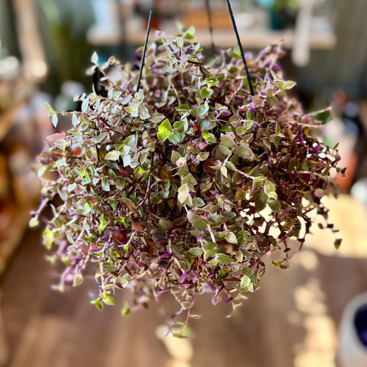 Hanging basket of purple, pink and green plants in a blurred indoor setting at Paisley Gardens in Northfield, MN.