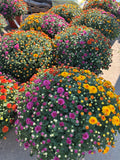 Multiple large mums with flowers in assorted colors including orange, yellow, pink, purple, and white, arranged outdoors on a paved surface at Paisley Gardens in Northfield, MN.