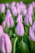A close up of pastel lavender-pink 'Candy Prince' Tulip flowers with green foliage at Paisley Gardens in Northfield, MN.