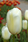 A close up of a creamy white 'Catherina' Tulip flower with blurred red-orange flowers in the background at Paisley Gardens in Northfield, MN.