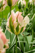 A close up of a Tulip 'China Town' flower featuring pale pink feathery blooms with green streaks on the outside and variegated green and white foliage at Paisley Gardens in Northfield, MN.