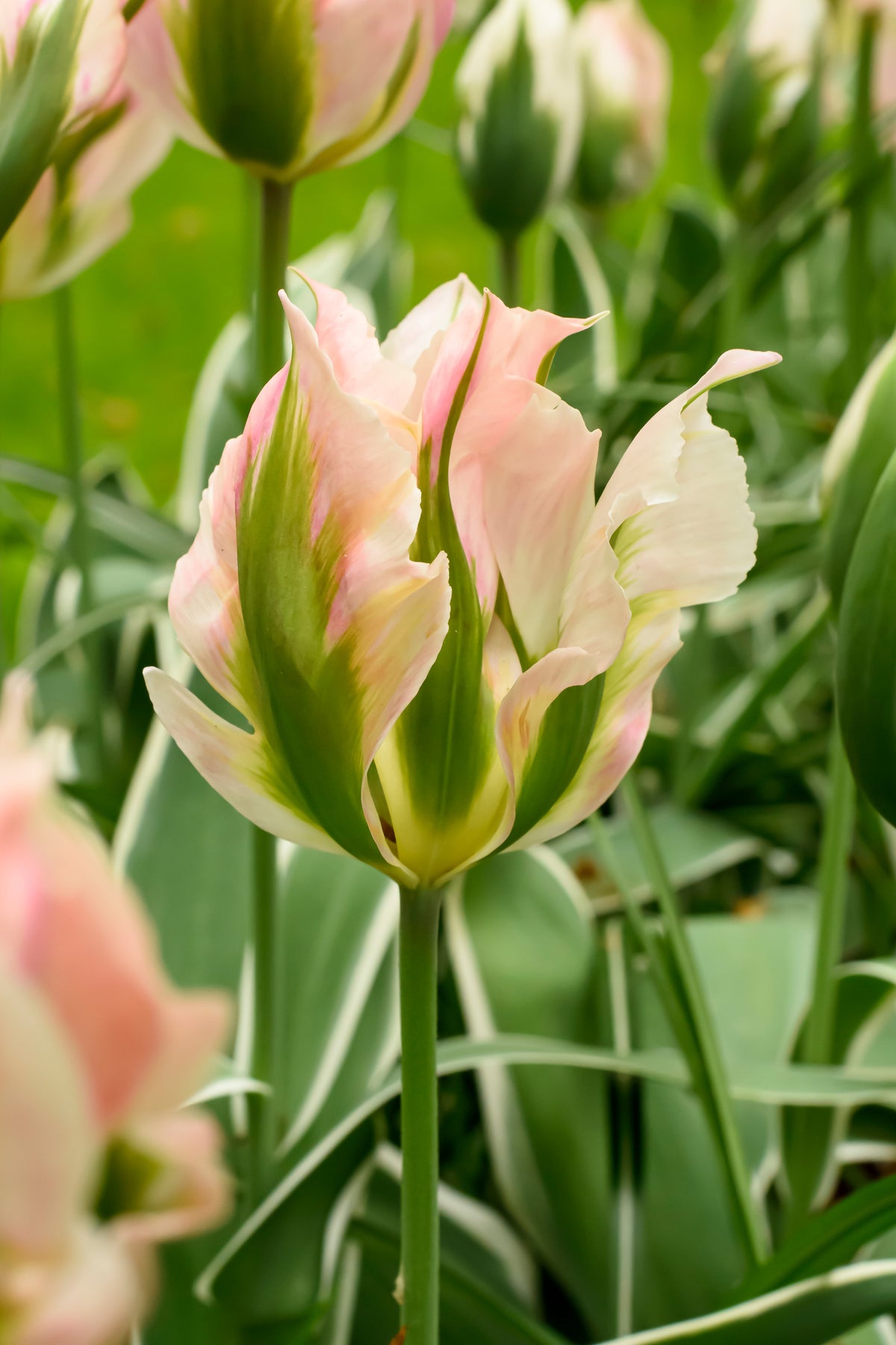 A close up of a Tulip 'China Town' flower featuring pale pink feathery blooms with green streaks on the outside and variegated green and white foliage at Paisley Gardens in Northfield, MN.