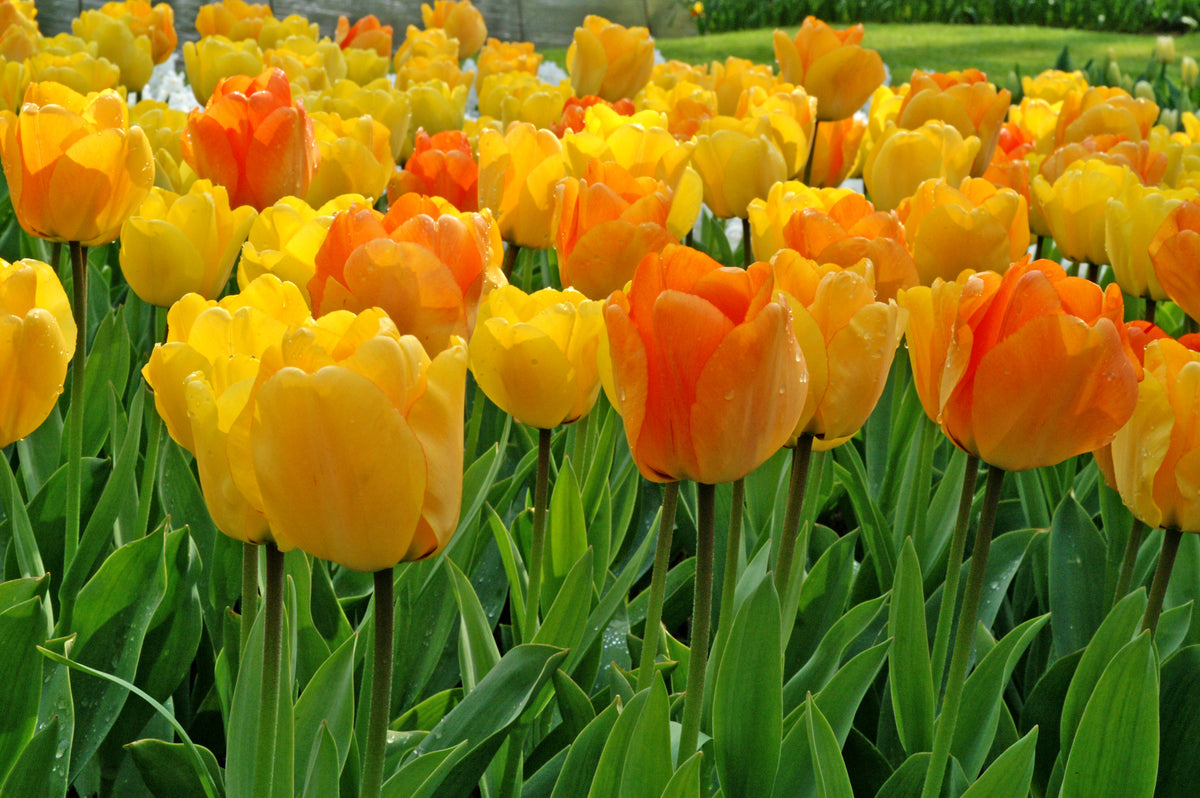 Multiple yellow-orange 'Daydream' tulips  with green foliage blooming in a landscape bed at Paisley Gardens in Northfield, MN.