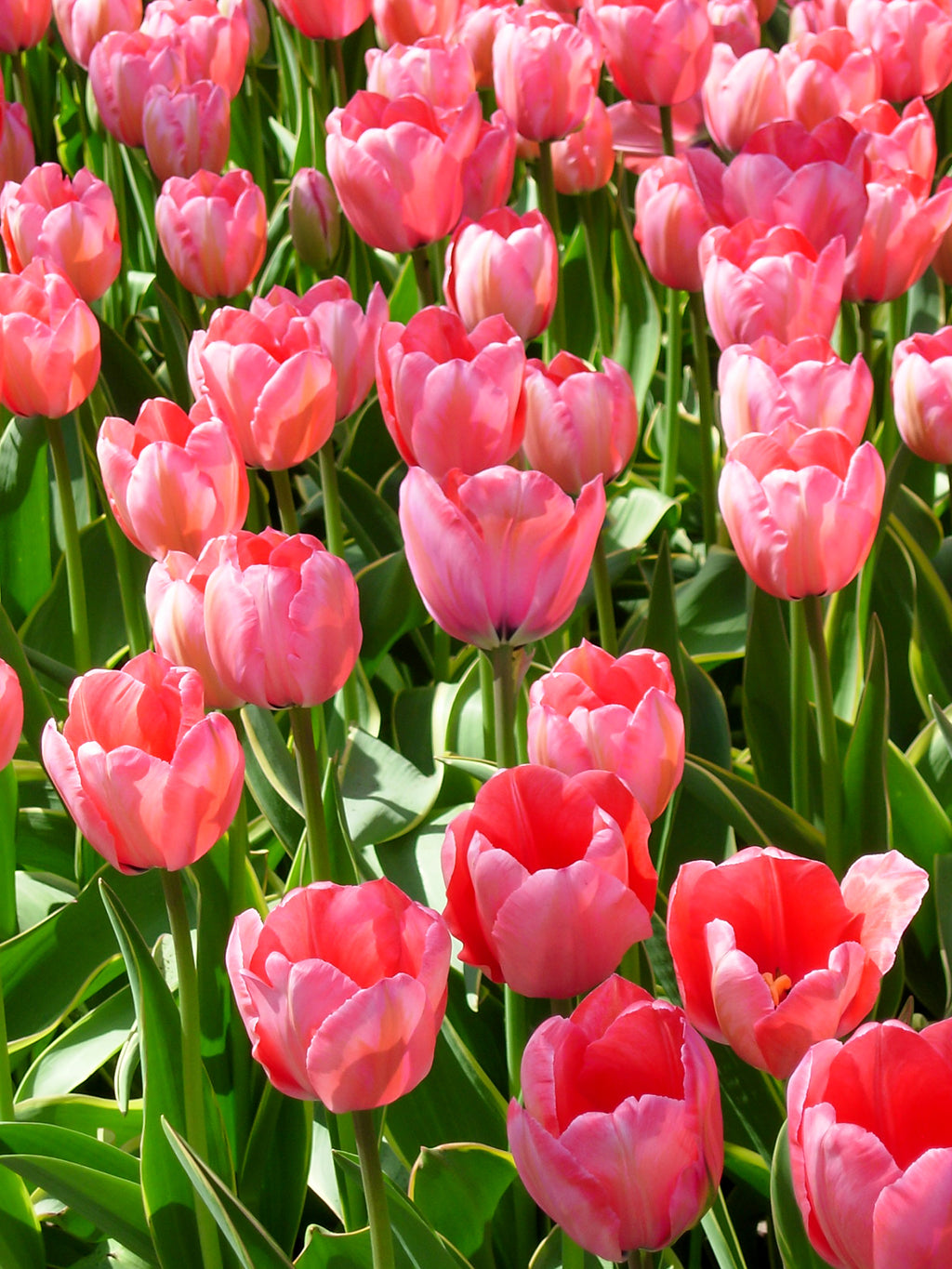 A close up of pink blooming Design Impression Tulip flowers with green foliage at Paisley Gardens in Northfield, MN.