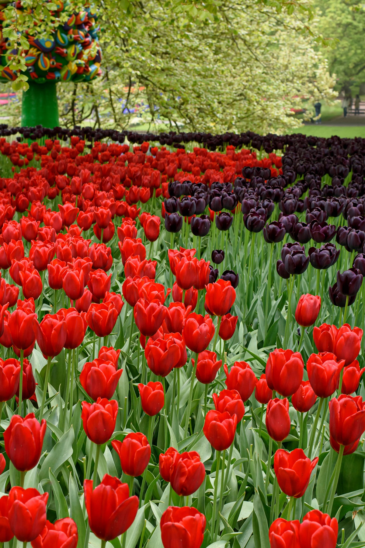 A landscape bed filled with red blooming 'Escape' and 'Queen of the Night' Tulips with a tree in the background at Paisley Gardens in Northfield, MN.