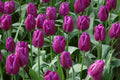 A group of blooming Purple Flag tulips with green foliage at Paisley Gardens in Northfield, MN.