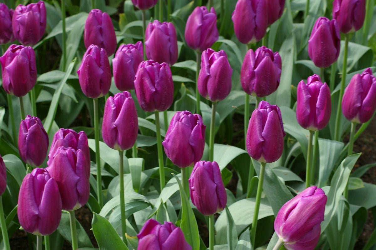 A group of blooming Purple Flag tulips with green foliage at Paisley Gardens in Northfield, MN.