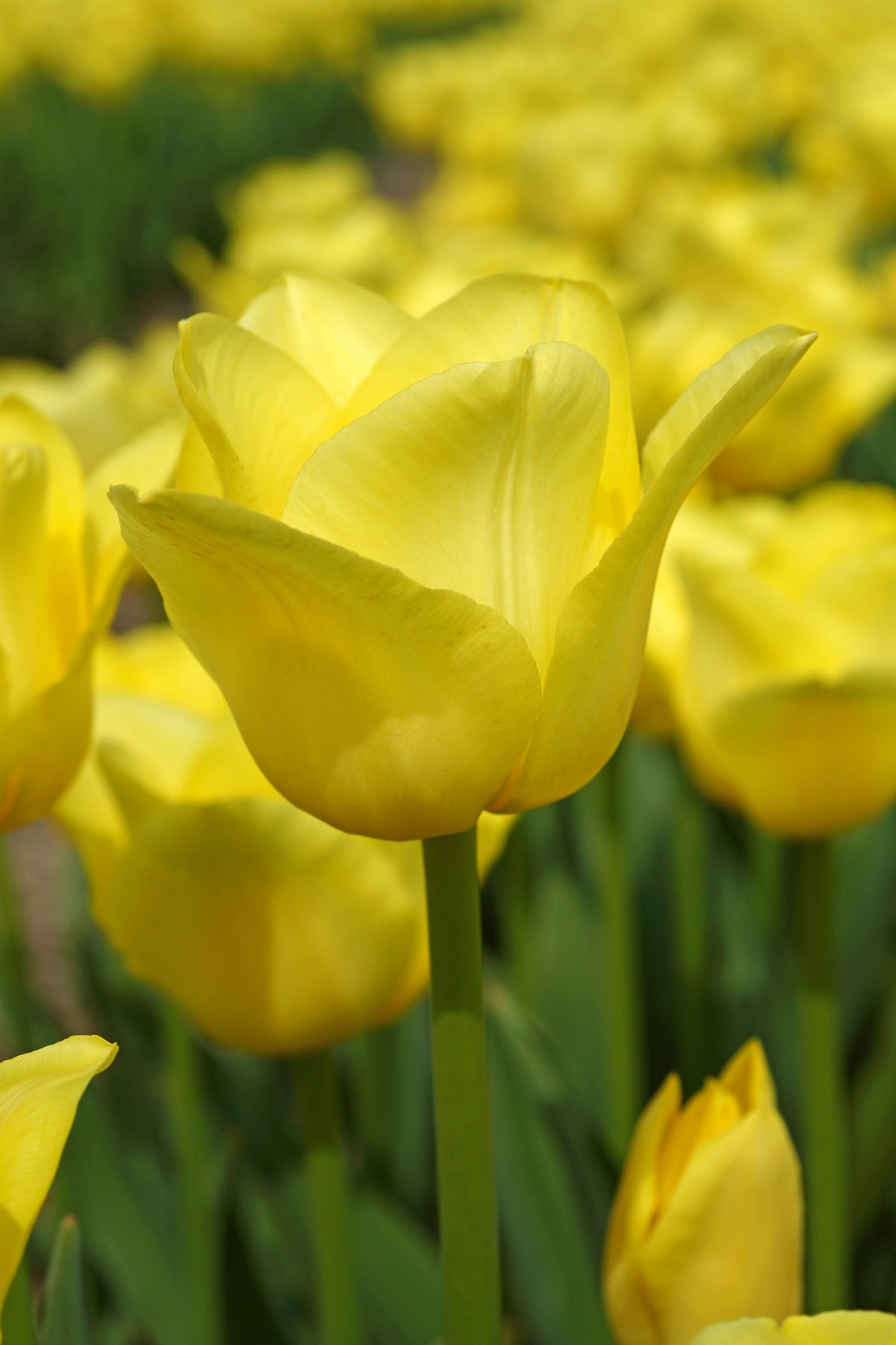 A close up of a soft yellow, 'World Friendship' tulip flower with others in the background at Paisley Gardens in Northfield, MN.