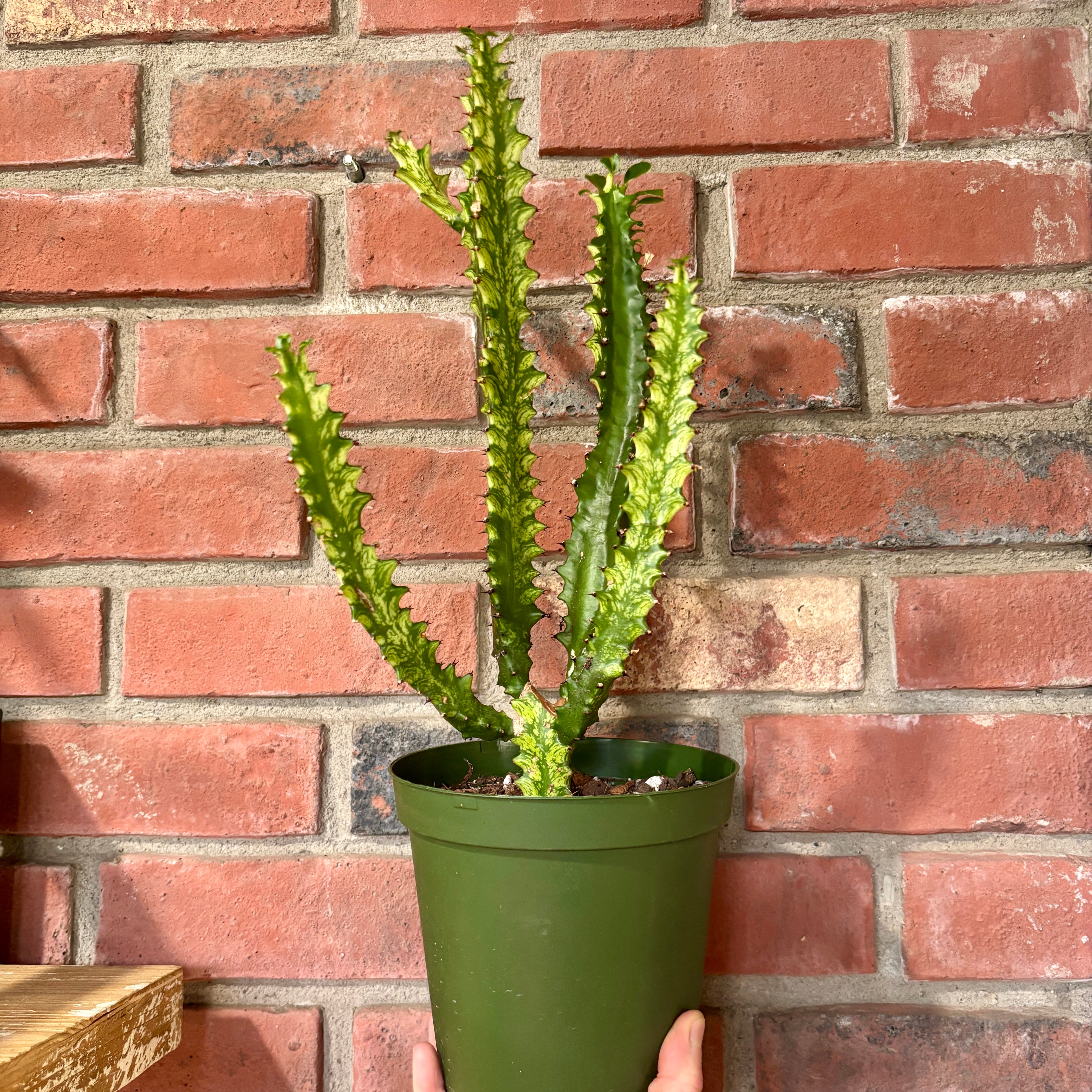 A hand holding a variegated African Milk Tree in a green pot in front of a brick wall at Paisley Gardens in Northfield, MN.
