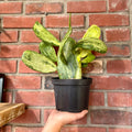 A hand holding a variegated green and yellow prickly pear cactus plant in front of a brick wall at Paisley Gardens in Northfield, MN.