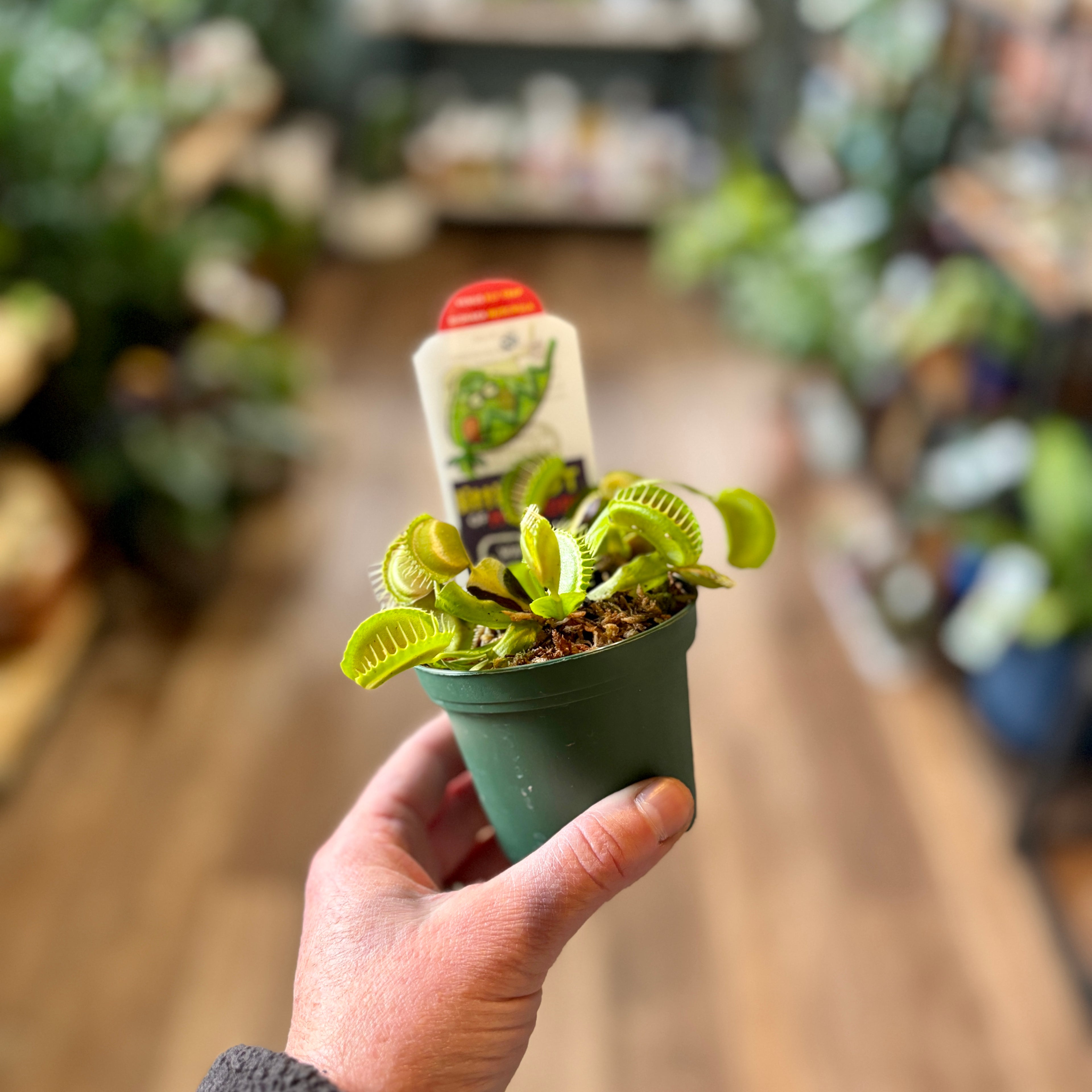 Hand holding a potted Venus fly trap plant with a blurred indoor setting