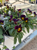 Dark purple violas with yellow centers growing in white plots on a metal garden table outdoors at Paisley Gardens in Northfield, MN.