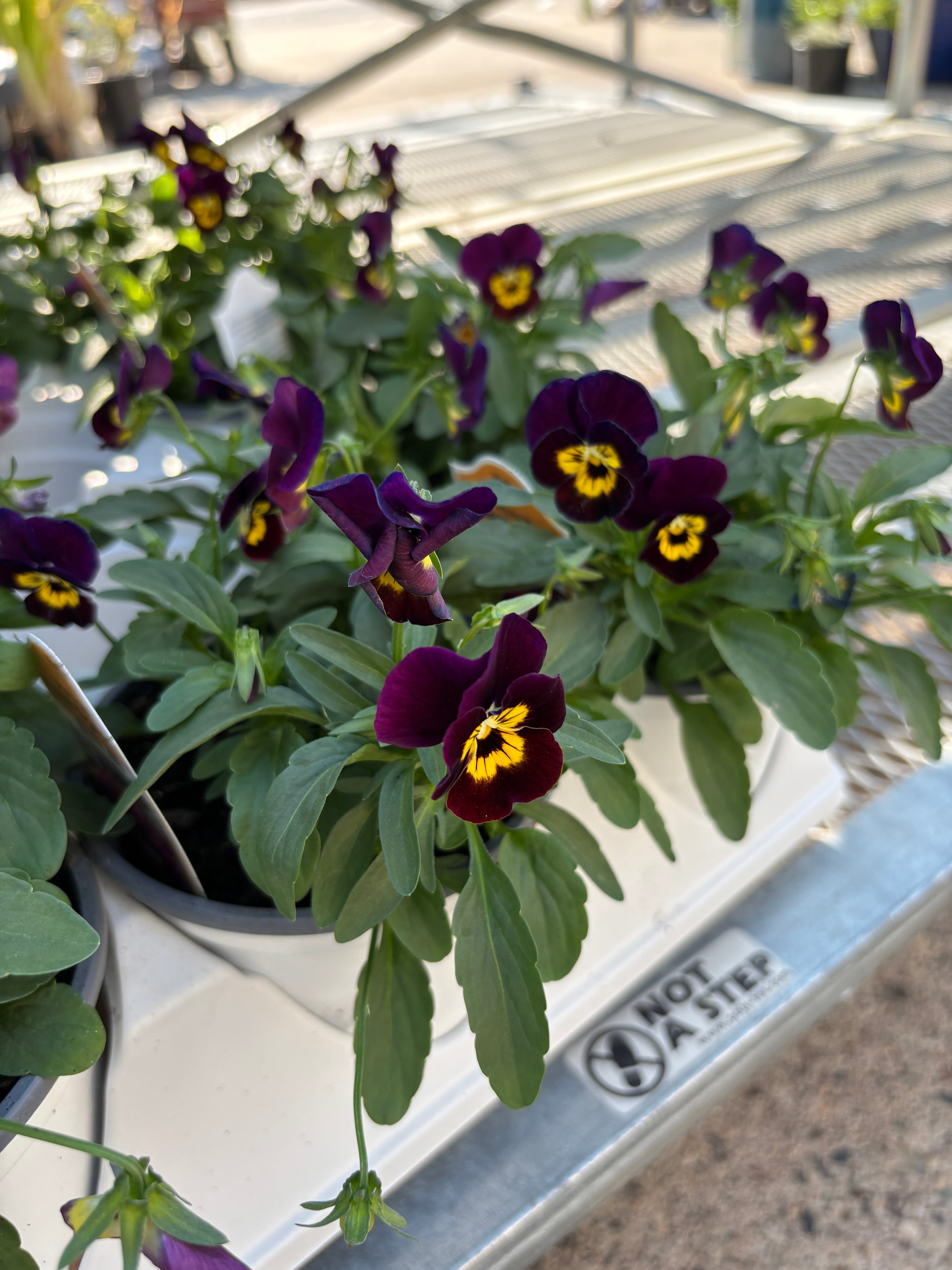 Dark purple violas with yellow centers growing in white plots on a metal garden table outdoors at Paisley Gardens in Northfield, MN.