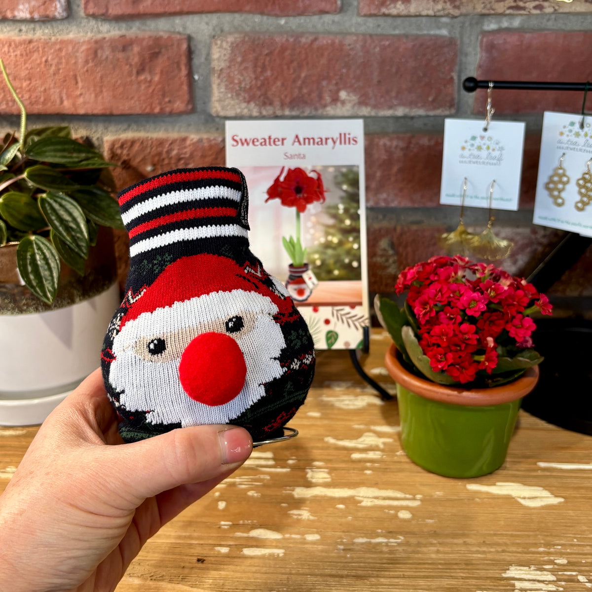 A hand holding a waxed amaryllis bulb wrapped in a Santa sweater with a picture of the red blooming amaryllis in the background at Paisley Gardens in Northfield, MN.