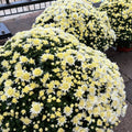 Several white blooming annual mum sitting on a brick patio at Paisley Gardens in Northfield, MN.