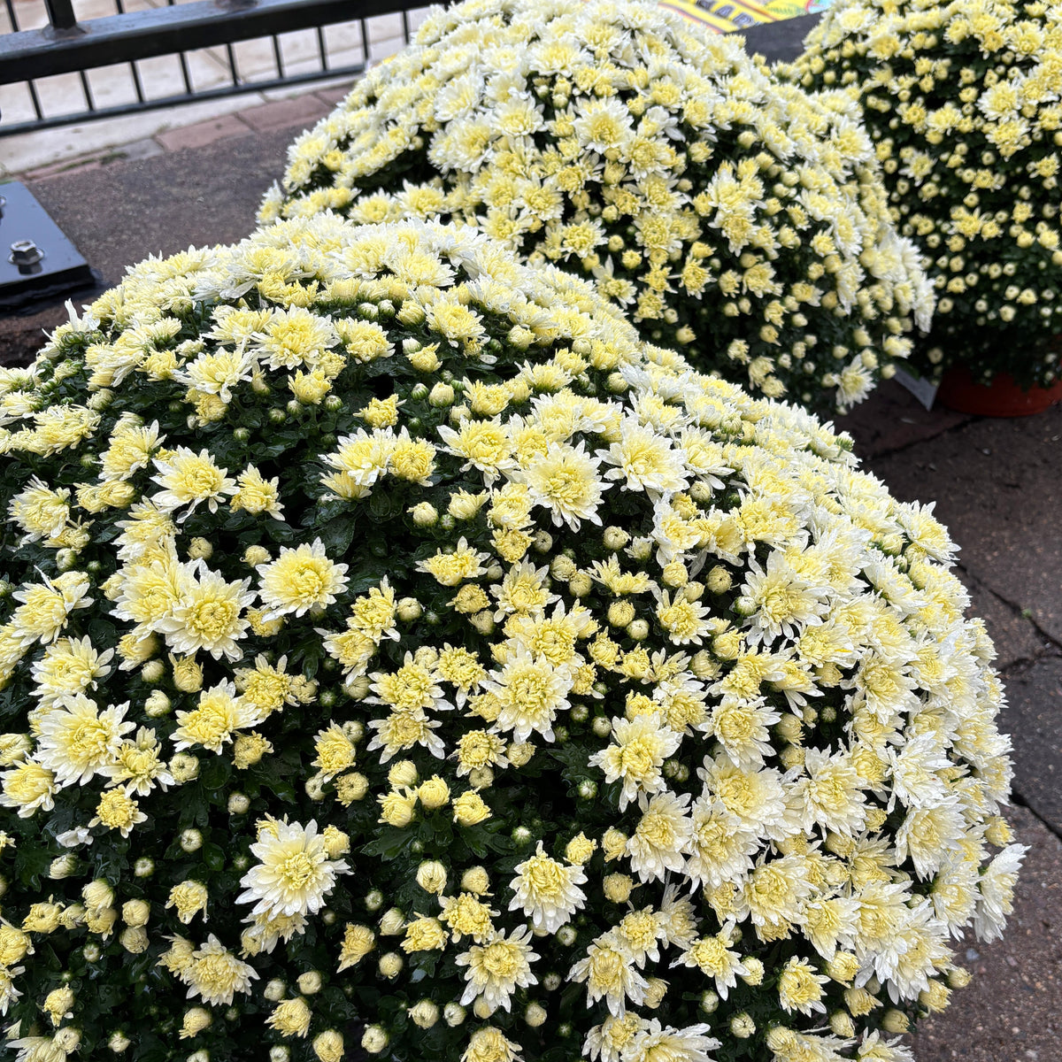 Several white blooming annual mum sitting on a brick patio at Paisley Gardens in Northfield, MN.