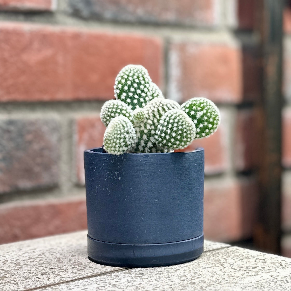 A small green cactus with white spines, potted in a matte blue-black cylindrical planter, sitting on a stone surface with a blurred red brick wall background at Paisley Gardens in Northfield, MN.