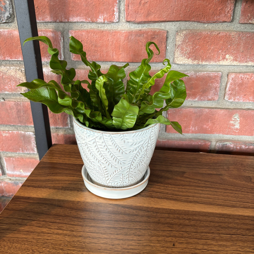 A fern plant sitting in a white pot with a gray fern design.  Displayed on a wooden table with a brick wall in the background.