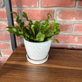 A fern plant sitting in a white pot with a gray fern design.  Displayed on a wooden table with a brick wall in the background.
