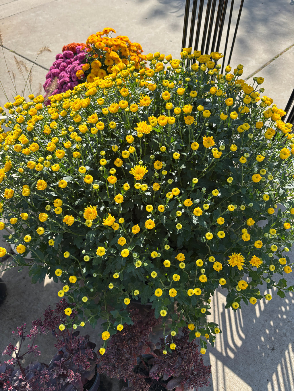 A large pot of yellow mum flowers displayed with other fall colored plants at Paisley Gardens in Northfield, MN.