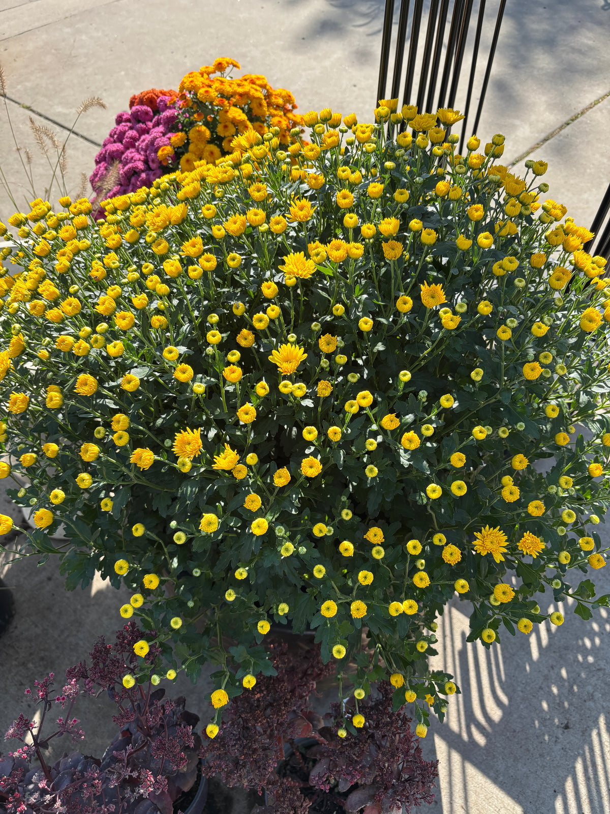 A large pot of yellow mum flowers displayed with other fall colored plants at Paisley Gardens in Northfield, MN.