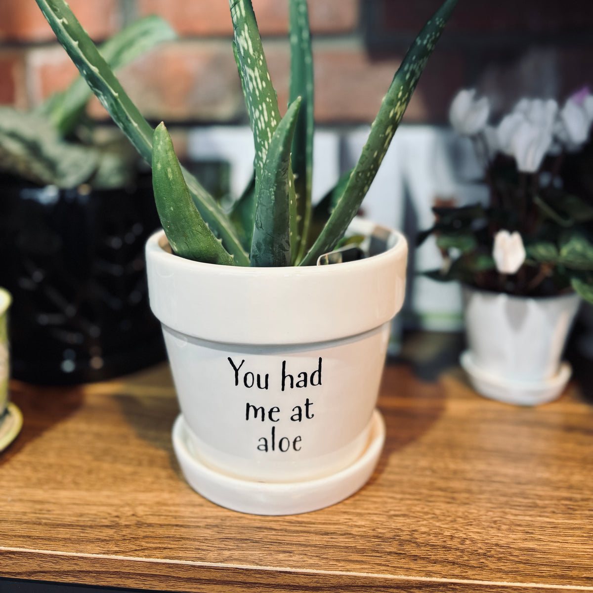 Aloe plant displayed in a pot with 'You had me at aloe' text on a wooden surface at Paisley Gardens in Northfield, MN.