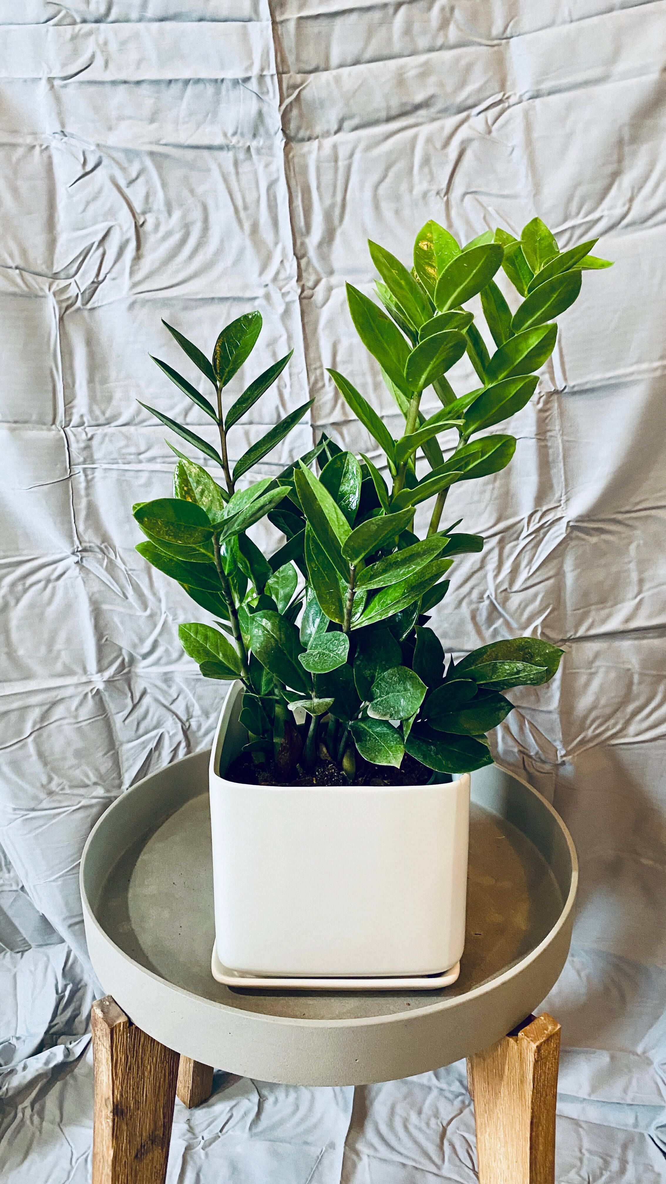 Potted ZZ plant on a small round table with a textured white background at Paisley Gardens in Northfield, MN.